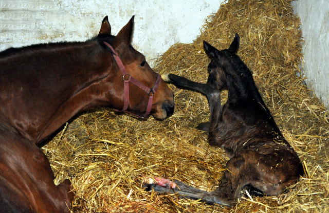 soeben geboren: Trakehner Stutfohlen von Honor du Soir u.d. Karena v. Freudenfest - im Gestt Hmelschenburg - Foto Beate Langels