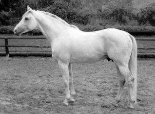 Falke von Grimsel Foto: Archiv