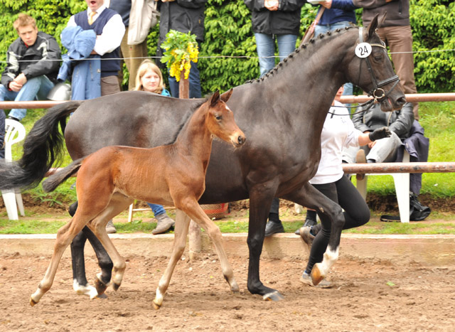 Stutfohlen von Oliver Twist u.d. Pr.u.StPrSt. Vittoria v. Exclusiv - Trakehner Gestt Hmelschenburg - Foto: Beate Langels