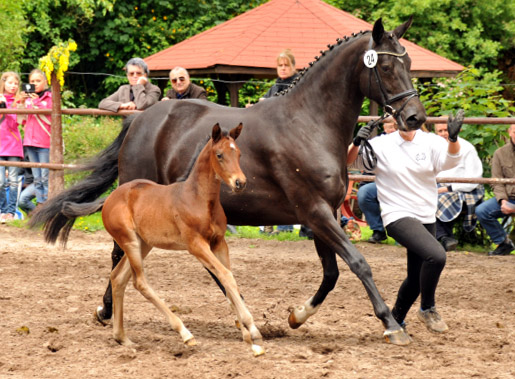 Stutfohlen von Oliver Twist u.d. Pr.u.StPrSt. Vittoria v. Exclusiv - Trakehner Gestt Hmelschenburg - Foto: Beate Langels