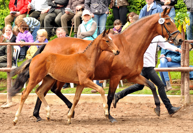 Karida von Oliver Twist u.d. Pr.u.StPrSt. Karena v. Freudenfest - Trakehner Gestt Hmelschenburg