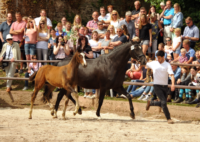 Stutfohlen von High Motion u.d. Schwalbenmagie v. Exclusiv - Foto: Beate Langels