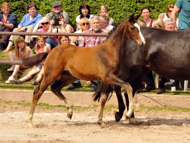 Stutfohlen von High Motion u.d. Schwalbenmagie v. Exclusiv - Foto: Beate Langels