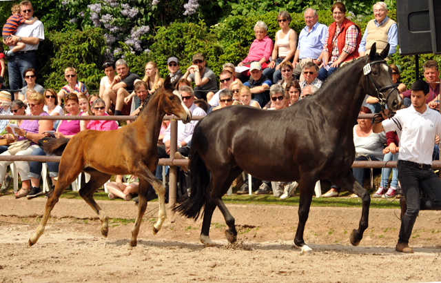 Stutfohlen von High Motion u.d. Schwalbenmagie v. Exclusiv - Foto: Beate Langels