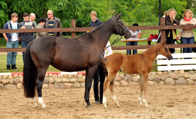 Stutfohlen von Saint Cyr u.d. Pr.u.StPrSt. Grace Note v. Alter Fritz - Foto: Beate Langels, Trakehner Gestt Hmelschenburg