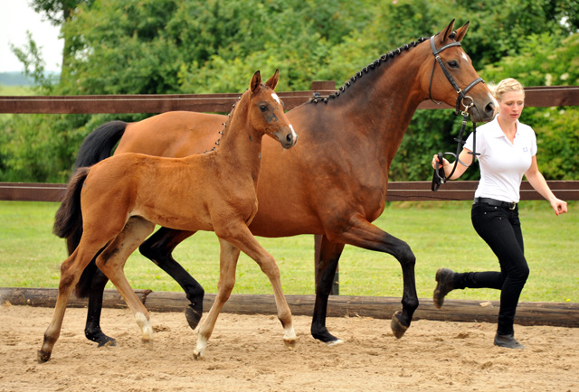  Trakehner Hengstfohlen von Exclusiv u.d. Schwalbenfee v. Freudenfest - Foto: Beate Langels