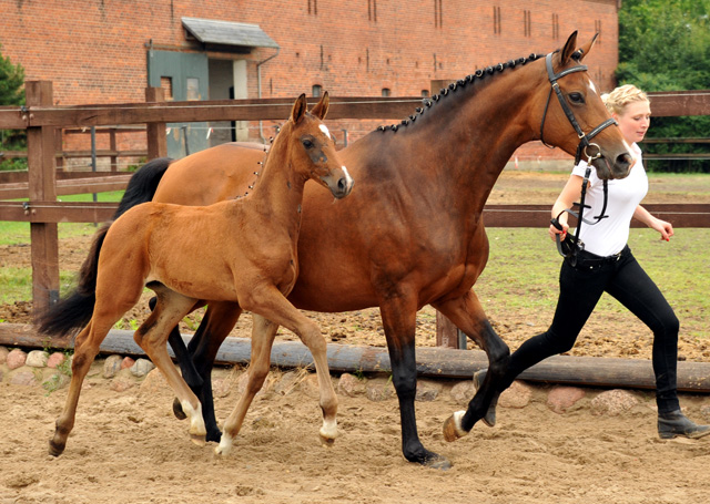  Trakehner Hengstfohlen von Exclusiv u.d. Schwalbenfee v. Freudenfest - Foto: Beate Langels