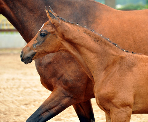  Trakehner Hengstfohlen von Exclusiv u.d. Schwalbenfee v. Freudenfest - Foto: Beate Langels