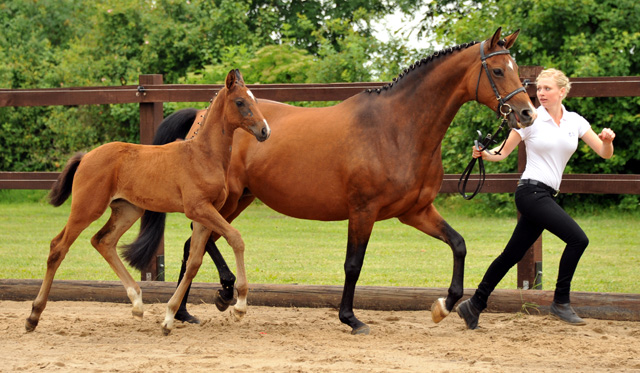  Trakehner Hengstfohlen von Exclusiv u.d. Schwalbenfee v. Freudenfest - Foto: Beate Langels