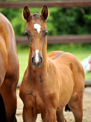  Trakehner Hengstfohlen von Exclusiv u.d. Schwalbenfee v. Freudenfest - Foto: Beate Langels