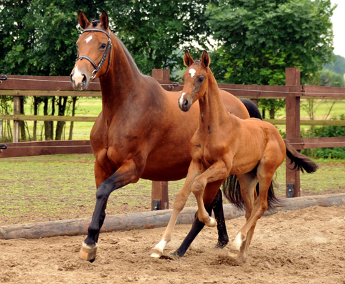  Trakehner Hengstfohlen von Exclusiv u.d. Schwalbenfee v. Freudenfest - Foto: Beate Langels