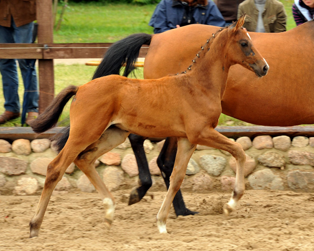  Trakehner Hengstfohlen von Exclusiv u.d. Schwalbenfee v. Freudenfest - Foto: Beate Langels
