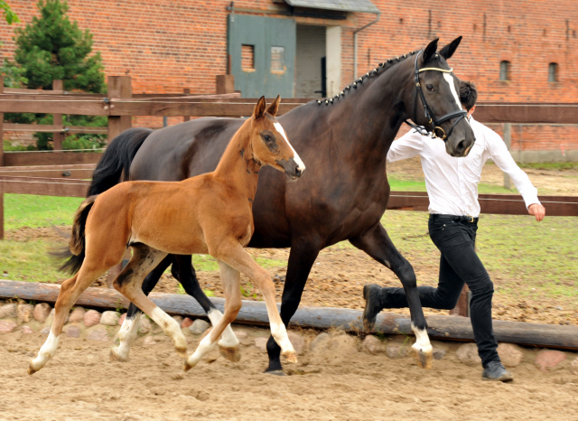 Stutfohlen von Saint Cyr u.d. Pr.u.StPrSt. Grace Note v. Alter Fritz - Foto: Beate Langels, Trakehner Gestt Hmelschenburg