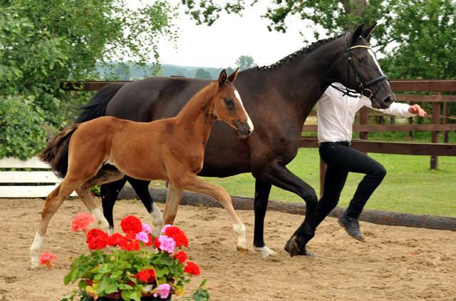 Stutfohlen von Saint Cyr u.d. Pr.u.StPrSt. Grace Note v. Alter Fritz - Foto: Beate Langels, Trakehner Gestt Hmelschenburg