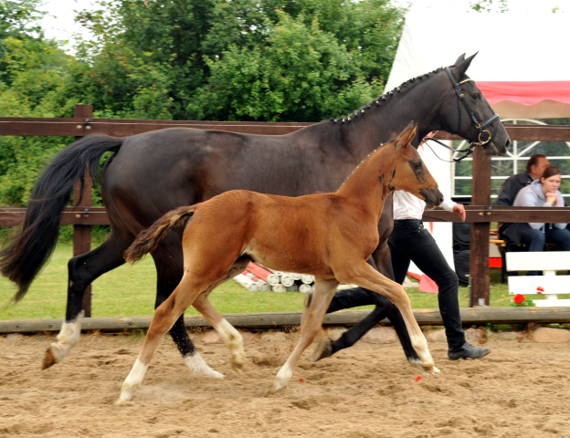 Stutfohlen von Saint Cyr u.d. Pr.u.StPrSt. Grace Note v. Alter Fritz - Foto: Beate Langels, Trakehner Gestt Hmelschenburg