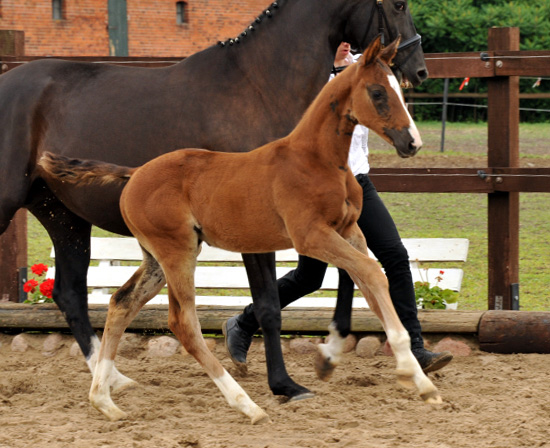 Stutfohlen von Saint Cyr u.d. Pr.u.StPrSt. Grace Note v. Alter Fritz - Foto: Beate Langels, Trakehner Gestt Hmelschenburg