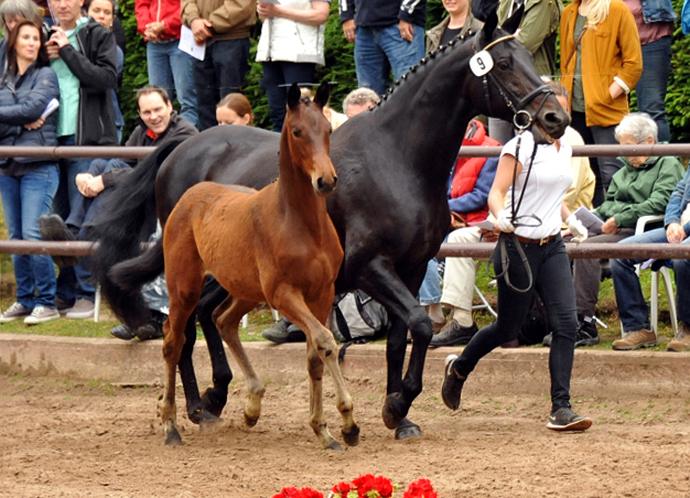 Trakehner Stutfohlen von Oliver Twist u.d. Elitestute Vicenza v.  Showmaster - Foto: Beate Langels, Trakehner Gestt Hmelschenburg