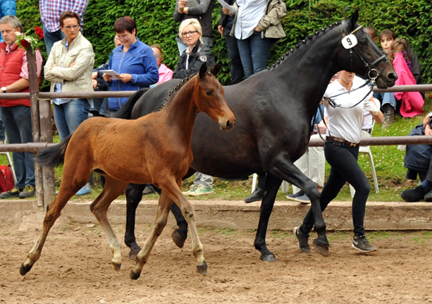 Trakehner Stutfohlen von Oliver Twist u.d. Elitestute Vicenza v.  Showmaster - Foto: Beate Langels, Trakehner Gestt Hmelschenburg