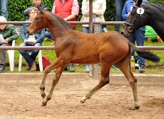 Trakehner Stutfohlen von Oliver Twist u.d. Elitestute Vicenza v.  Showmaster - Foto: Beate Langels, Trakehner Gestt Hmelschenburg