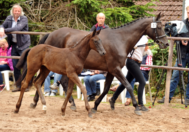 Trakehner Stutfohlen von Come Close x Sapros, Foto: Beate Langels