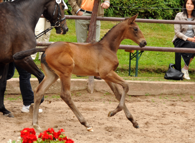 Trakehner Stutfohlen von Millenium u.d. Goltzburg v. Latimer u.d. Goldduca v. Anduc, Foto: Beate Langels