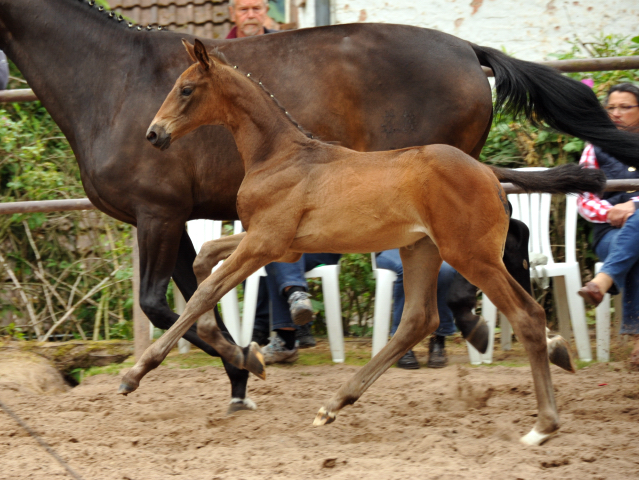 Trakehner Stutfohlen von Millenium u.d. Goltzburg v. Latimer u.d. Goldduca v. Anduc, Foto: Beate Langels