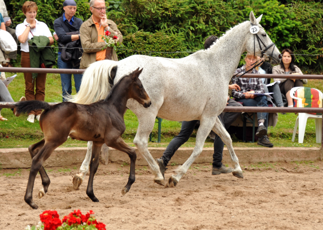 Trakehner Hengstfohlen von Hofrat u.d. Elitestute Heavenly v. Artistic Rock, Foto: Beate Langels