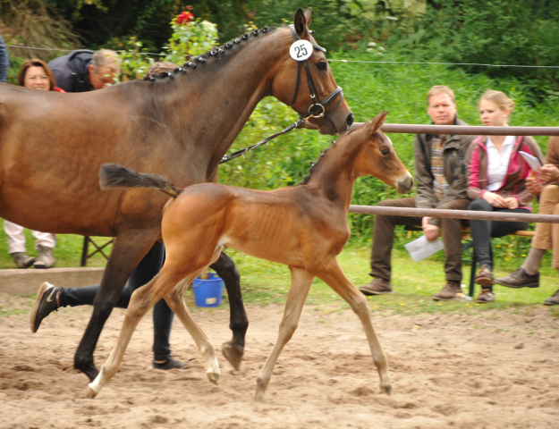 Trakehner Stutfohlen von Rheinklang u.d. Donauopal v. Patmos, Foto: Beate Langels