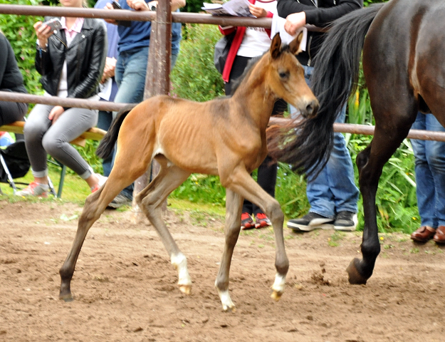 Trakehner Stutfohlen von Shavalou u.d. Pr.St. Pamina Diamond v. Axis, Foto: Beate Langels