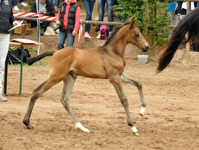 Trakehner Stutfohlen von Shavalou u.d. Pr.St. Pamina Diamond v. Axis, Foto: Beate Langels
