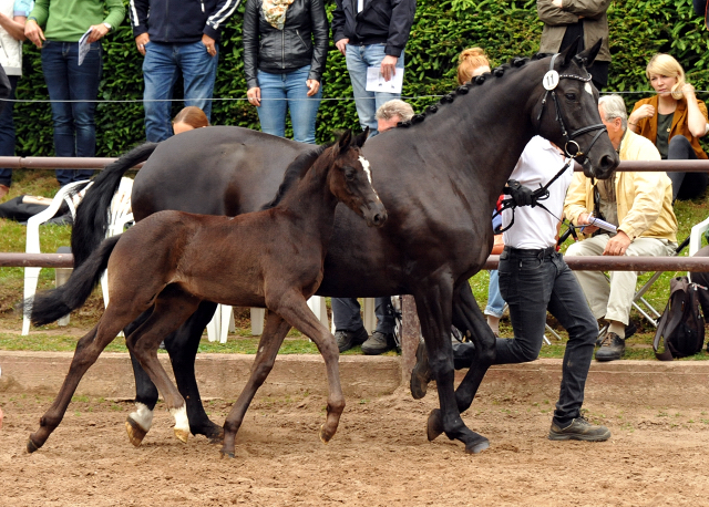 Hengstfohlen von Oliver Twist u.d. Sola Bast von Latimer x Kostolany
 - Foto: Beate Langels - Gestt Hmelschenburg