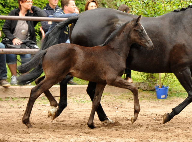 Hengstfohlen von Oliver Twist u.d. Sola Bast von Latimer x Kostolany
 - Foto: Beate Langels - Gestt Hmelschenburg