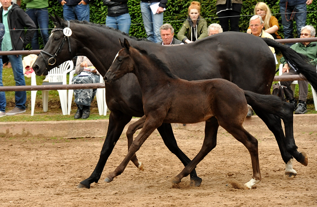 Hengstfohlen von Oliver Twist u.d. Sola Bast von Latimer x Kostolany
 - Foto: Beate Langels - Gestt Hmelschenburg