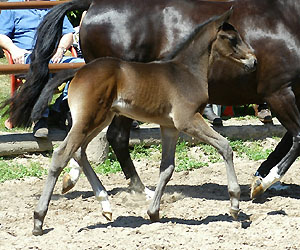 Trakehner Hengstfohle von Summertime u.d. Schwalbenflair v. Exclusiv, Foto: Gestt Hmelschenburg Beate Langels