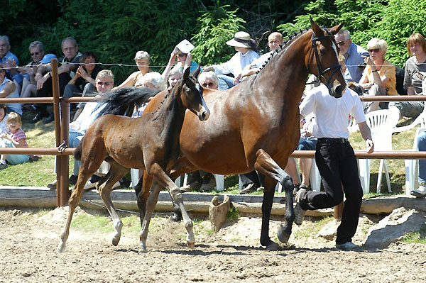 Guendalina v. Red Patrick xx mit Hengstfohlen von Symont