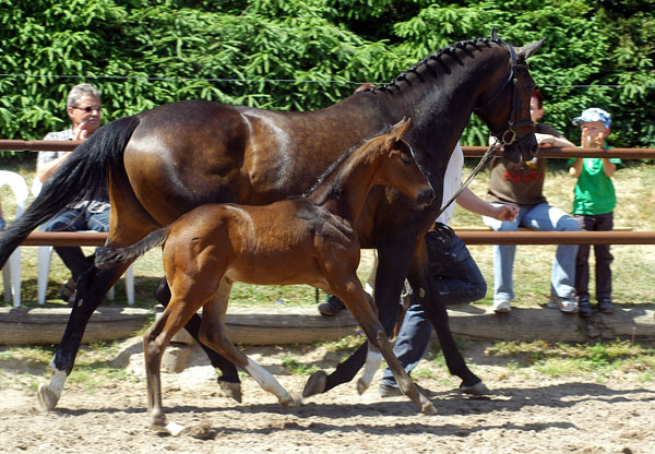 Trakehner Stutfohlen von Symont u.d. Rominten v. Manrico