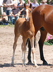 Hengstfohlen von Freudenfest u.d. Rubina v. Tycoon