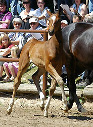Val de Vienne v. Exclusiv - Showmaster, Foto: Beate Langels, Gestt Hmelschenburg