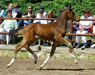 Val de Vienne v. Exclusiv - Showmaster, Foto: Beate Langels, Gestt Hmelschenburg