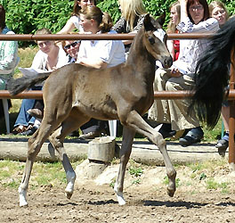 Fohlenschau in Hmelschenburg - 5. Platz