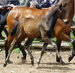 Siegerin: Filly by Insterburg out of Pr. u. StPrSt. Karena by Freudenfest