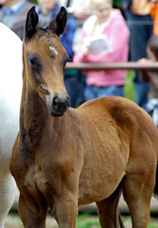 Hengfohlen by Summertime out of Biene by Herzzauber, Foto: Beate Langels, Gestt Hmelschenburg