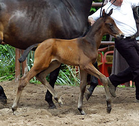 Filly by Summertime out of Pr.St. Donau Pregular by Pricolino, Foto: Beate Langels, Gestt Hmelschenburg