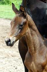 Filly by Summertime out of Pr.St. Donau Pregular by Pricolino, Foto: Beate Langels, Gestt Hmelschenburg