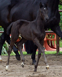 Filly by Exclusiv out of Herzsopran by Hohenstein