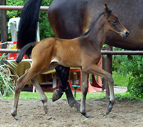 Filly by Summertime out of Pr.St. Donau Pregular by Pricolino, Foto: Beate Langels, Gestt Hmelschenburg