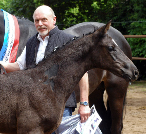 Trakehner Hengstfohlen von Showmaster u.d. Pr. u. StPrSt. Hillery v. Mnchhausen - Foto: Beate Langels, Gestt Hmelschenburg