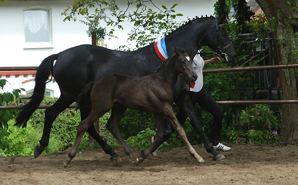Trakehner Hengstfohlen von Showmaster u.d. Pr. u. StPrSt. Hillery v. Mnchhausen - Foto: Beate Langels, Gestt Hmelschenburg