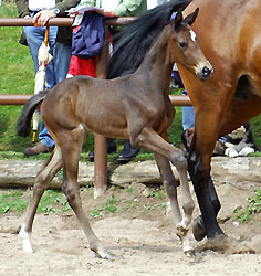 Trakehner Stutfohlen von Exclusiv u.d. Pr.u.StPrSt. Guendalina v. Red Patrick xx, Foto: Gestt Hmelschenburg - Beate Langels