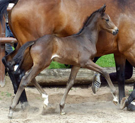 Trakehner Stutfohlen von Exclusiv u.d. Pr.u.StPrSt. Guendalina v. Red Patrick xx, Foto: Gestt Hmelschenburg - Beate Langels
